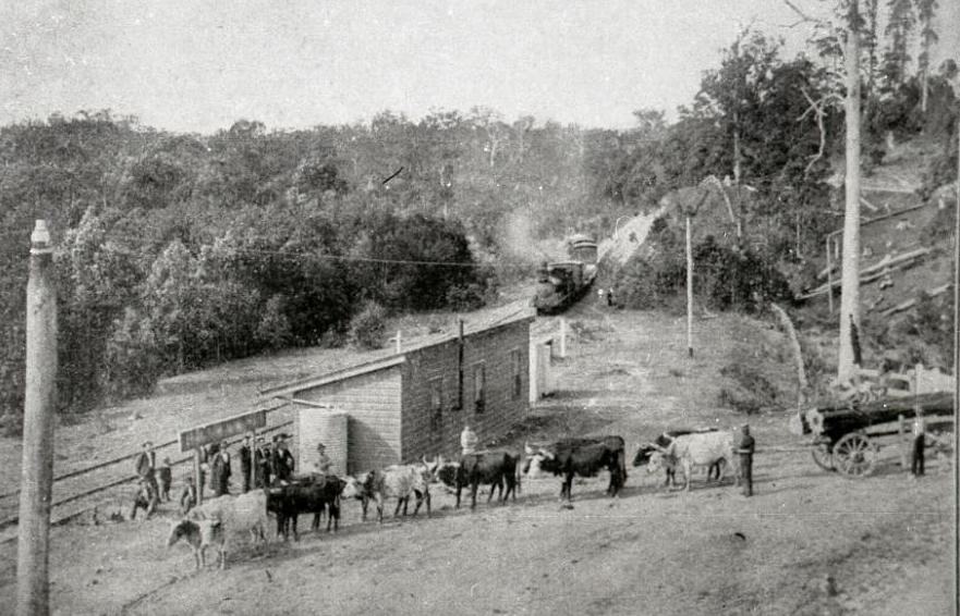 train going through cow paddock in crabbes creek