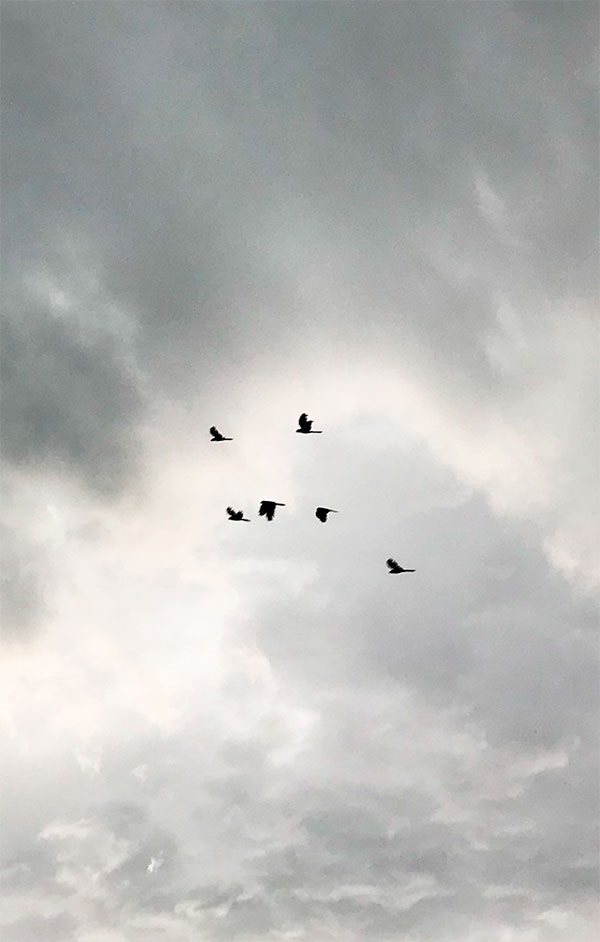 Small Town Black Queer - Birds in sky