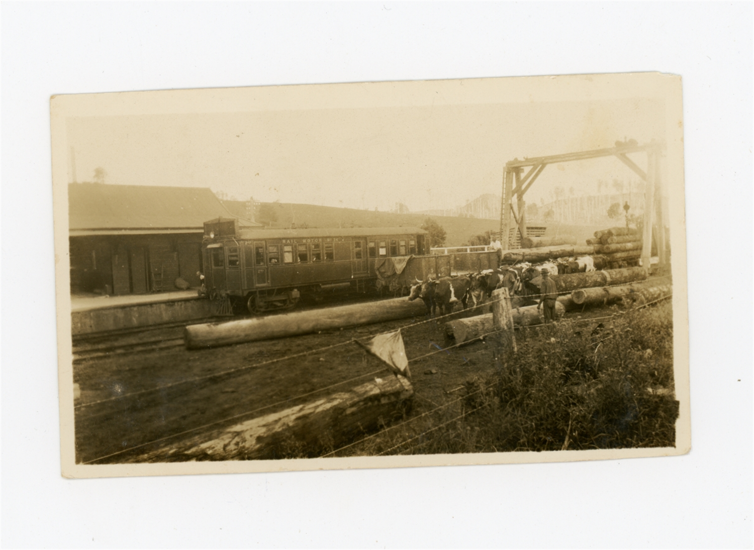 bulls hauling logs to the stoker siding station. 