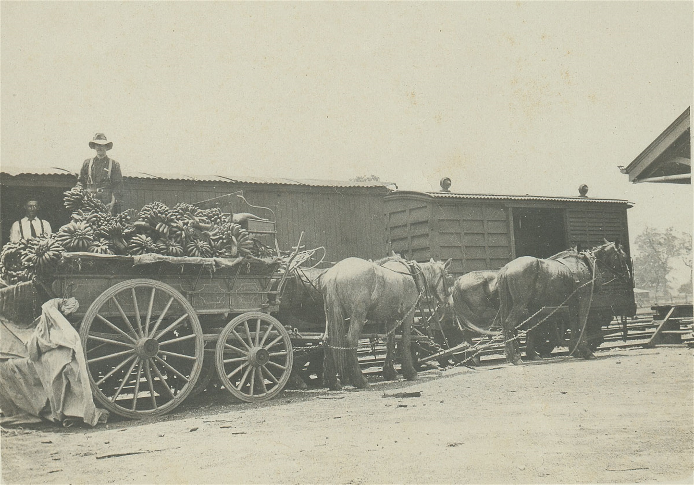 cart full of bananas being hauled to the train by horses 